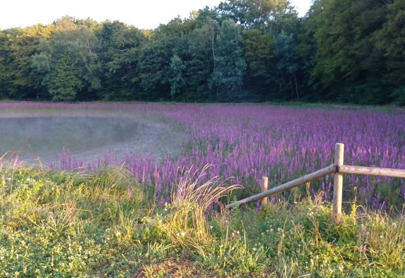 ETANG FLEURS